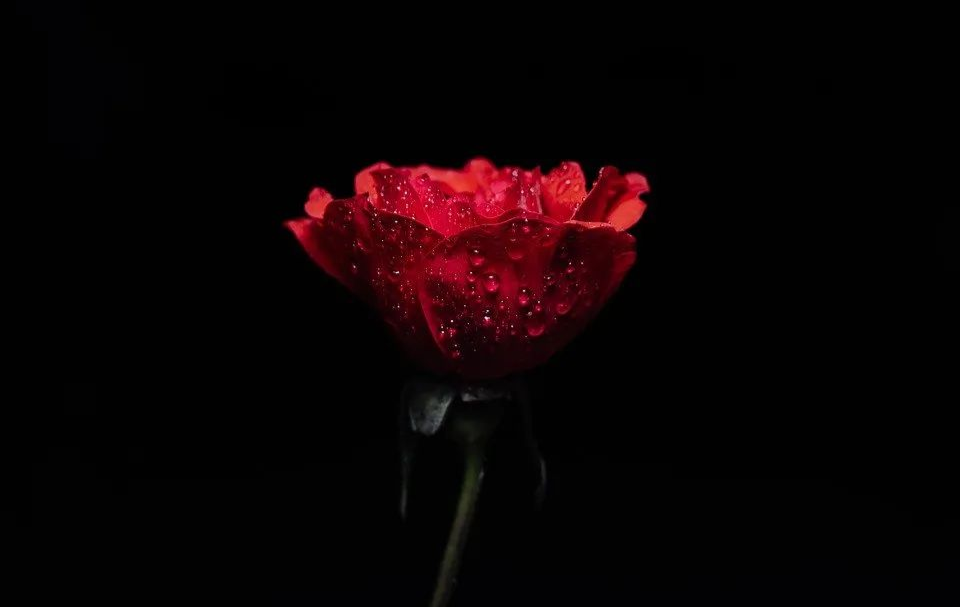 婚恋：支持婚前同居率竟达75%，基督徒该如何保守自己？